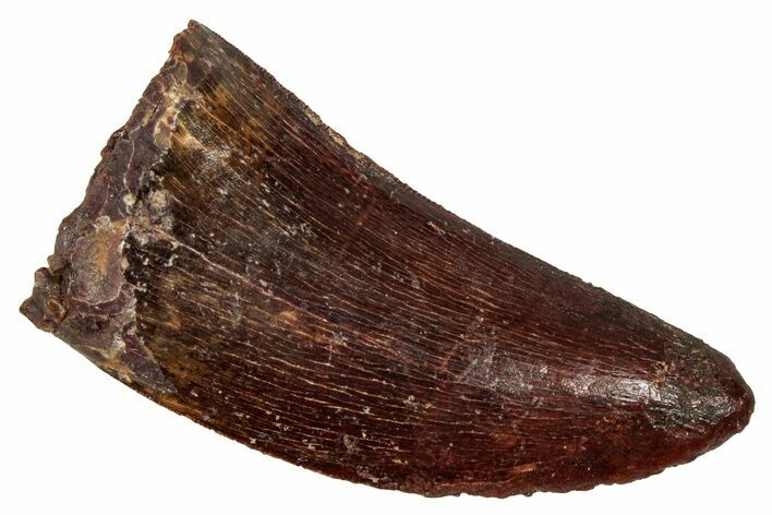 Serrated, Carcharodontosaurus Tooth - Real Dinosaur Tooth #341284